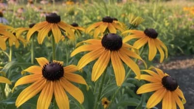 Black-Eyed Susan