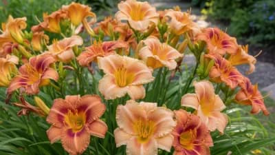 Daylily