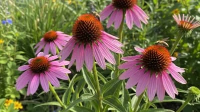 Purple Coneflower