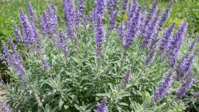 Russian Sage