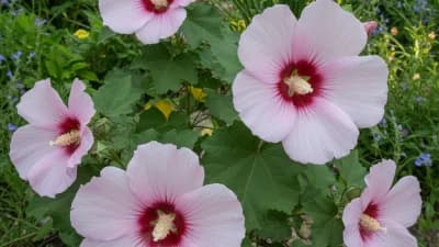 Swamp Rose Mallow