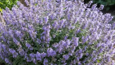 Catmint