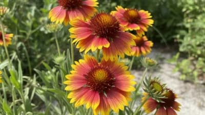Blanket Flower