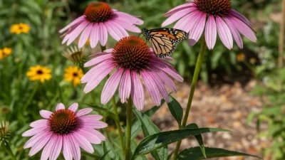 Purple Coneflower