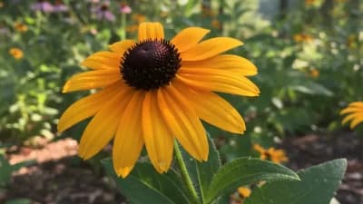 Black-Eyed Susan