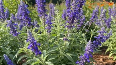 Salvia