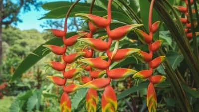 Heliconia
