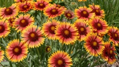 Blanket Flower