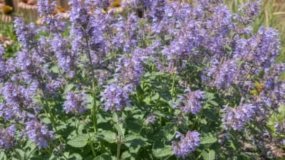 Catmint
