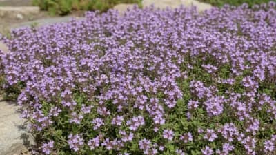 Creeping Thyme