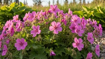 Hardy Geranium