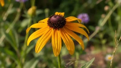 Black-Eyed Susan