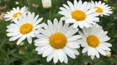 Shasta Daisy