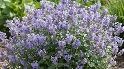 Catmint