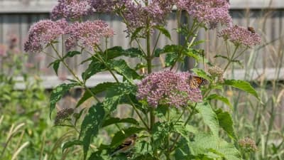Joe Pye Weed