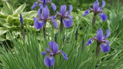 Siberian Iris