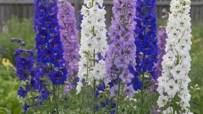 Delphinium