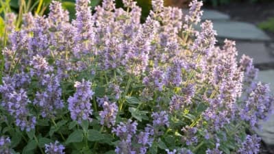 Catmint