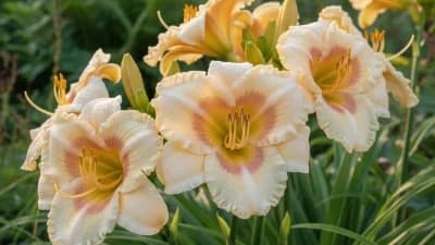 Daylily