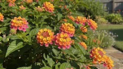 Lantana