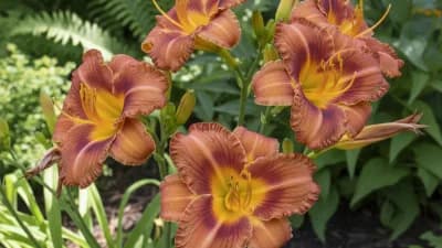 Daylily