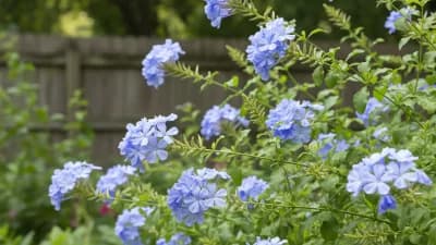 Plumbago