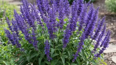 Salvia