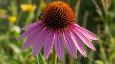 Purple Coneflower