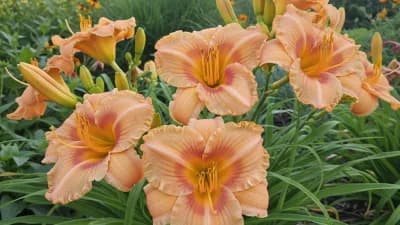 Daylilies