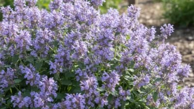 Catmint