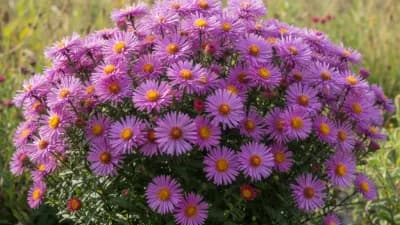 Asters