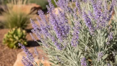 Russian Sage