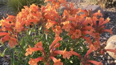 Penstemon
