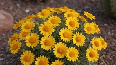 Desert Marigold