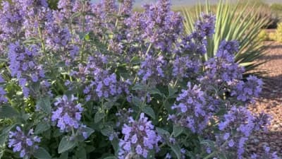 Catmint
