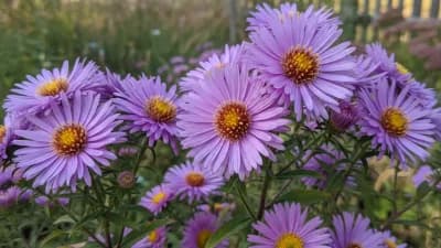 New England Aster