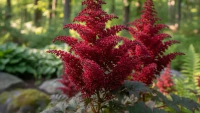 Astilbe