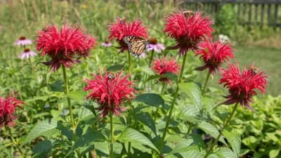 Bee Balm