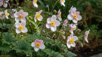Japanese Anemone
