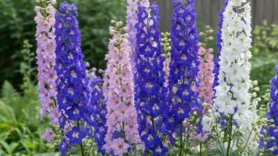Delphinium
