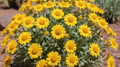 Desert Marigold