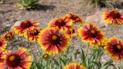 Blanket Flower
