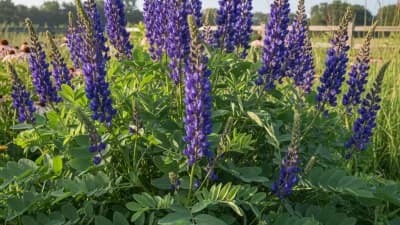 Blue False Indigo