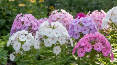 Garden Phlox