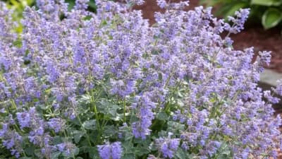 Catmint