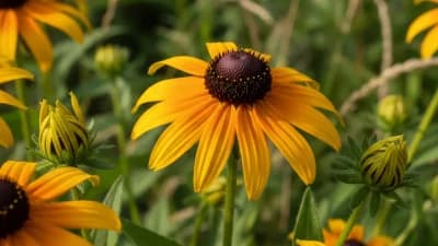 Black-Eyed Susan