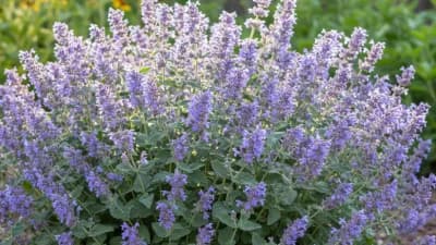 Catmint