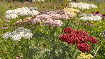 Yarrow