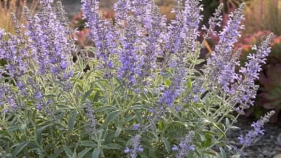 Russian Sage