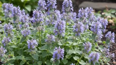 Catmint